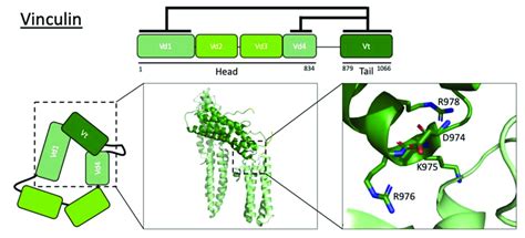 Autoinhibited and active conformations of vinculin. The vinculin tail... | Download Scientific ...