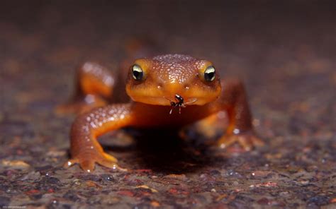 Newts Wallpapers | Animals Library