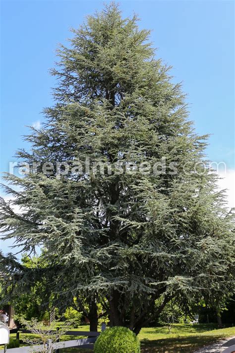 Cedrus atlantica 'Glauca' – Blue Atlas Cedar – Buy seeds at ...