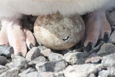 Adelie Penguin Chicks Hatching. Stock Image - Image of antarctica, snow: 28142793