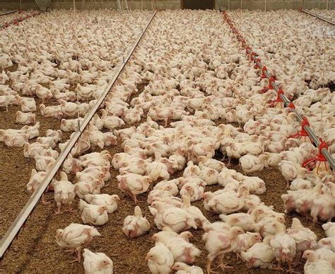 10 Chicken Factory Farming Facts - Blue and Green Tomorrow