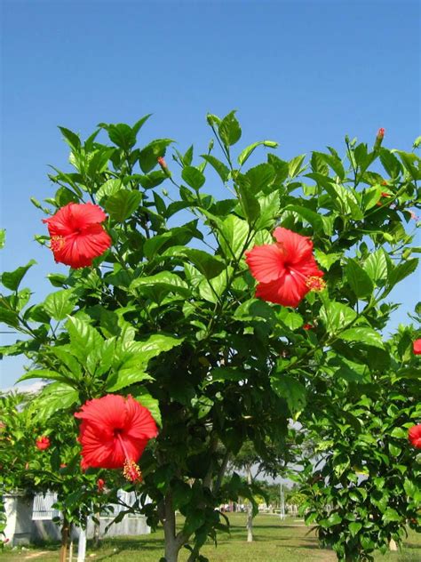 HIBISCUS ROSA SINENSIS: Reproducción, cultivo, cuidados y más