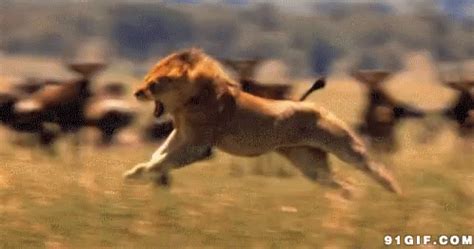 Lion Running GIF - Lion Running - Discover & Share GIFs