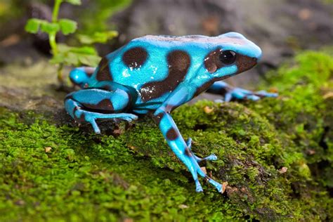 The World's Most Poisonous Frogs - Animals Around The Globe