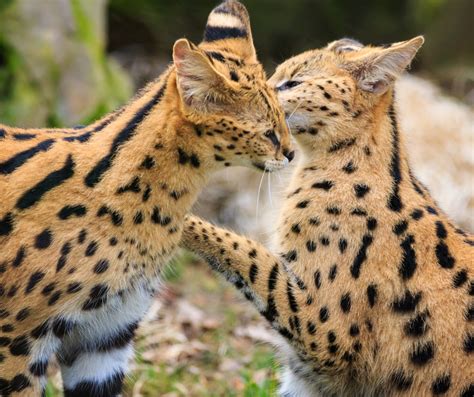 Serval | Big Cat Habitat