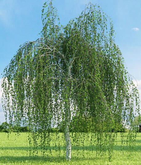 Weeping White Birch Tree