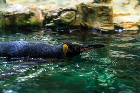 King Penguin Swimming Inside Pool Stock Image - Image of wild ...