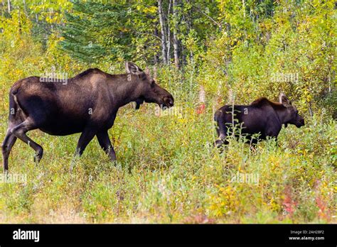 Baby moose and mom hi-res stock photography and images - Alamy