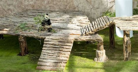 Panda House Qatar: Location, Opening Hours & Tickets (2024)