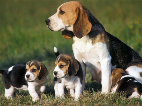 Razza Beagle | Consigli su cuccioli e Allevamenti in Italia.