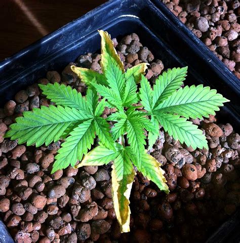 Why Cannabis Leaves Turn Yellow | Grow Weed Easy