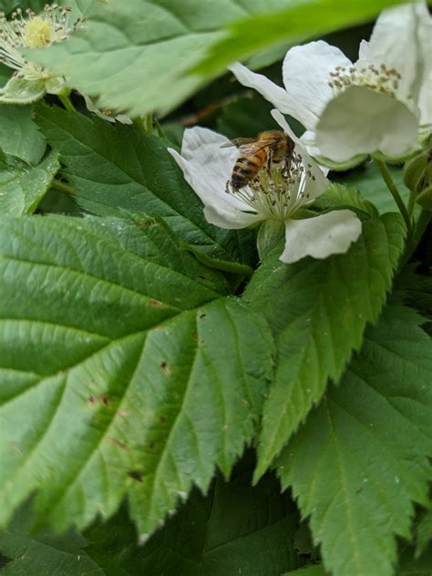 SWARM: Reimagining farmer's relationships with insects –The Citizen