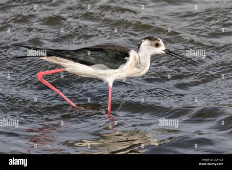 Black winged Stilt Stock Photo - Alamy