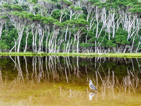 "Tidal River, bird, Wilson’s Promontory, Australia" Photography art ...