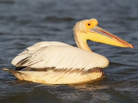 Great White Pelican - eBird