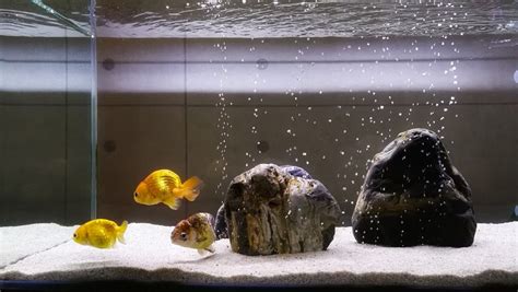 My ranchu goldfish tank | Goldfish tank, Goldfish aquarium, Goldfish