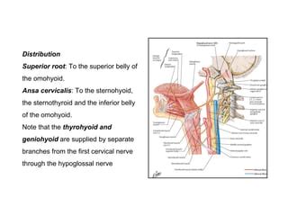 Ansa Cervicalis: Anatomy And Function Kenhub, 51% OFF