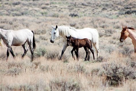 Wild Mustang Herd on the Move Photograph by Annettes Whimsies - Pixels