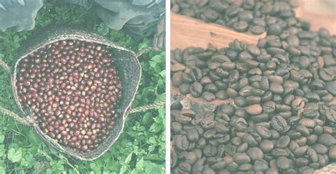 Rwanda Coffee: Everything You Need to Know