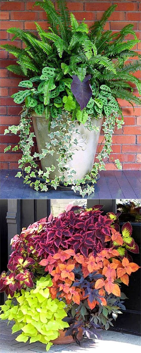 Fall Shade Flowers For Pots / Made for the Shade: Low Maintenance Fall Planters Bursting ...