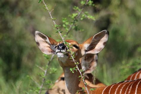 16 Incredible Facts About Nyala, The Legendary African Antelope