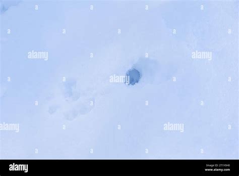 Weasel tracks hi-res stock photography and images - Alamy