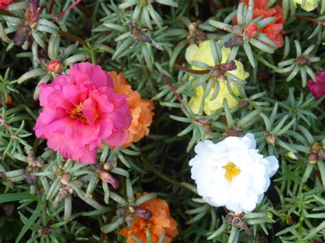 Portulaca, Old Fashioned Moss Rose, 0.05 g : Southern Exposure Seed ...