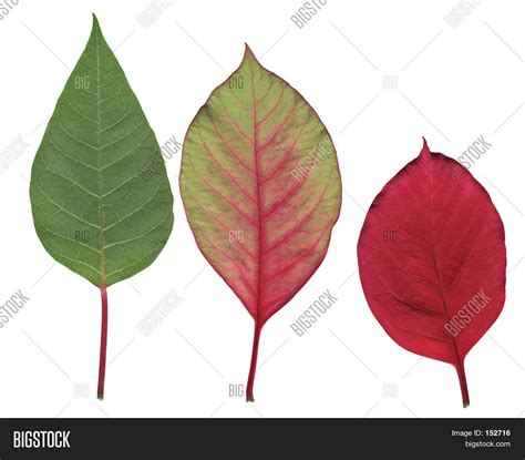 Poinsettia Leaves Stock Photo & Stock Images | Bigstock