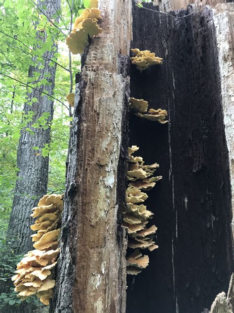 Maryland Biodiversity Project - Sulfur Shelf (Laetiporus sulphureus)