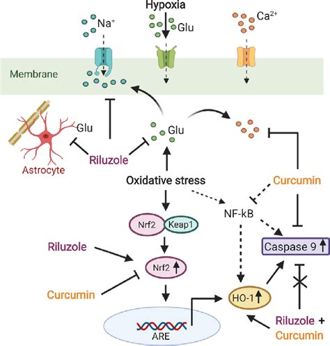 Schematic diagram showing neuroprotective effects of riluzole and ...