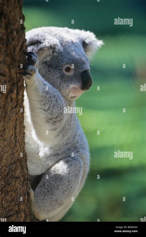 Koala climbing tree Stock Photo - Alamy