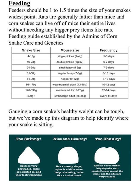 Corn Snake Feeding Chart By Age