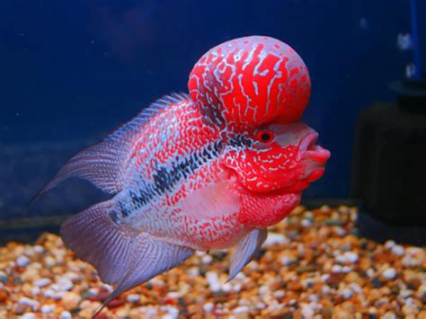 What are Flowerhorn cichlids? - Help Guides