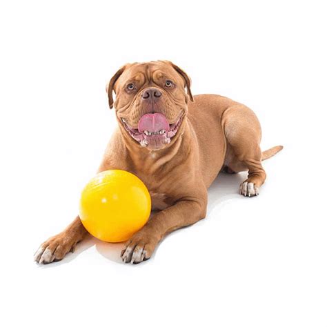 Buy Aussie Dog Tucker Ball Online | Low Prices, Free Shipping