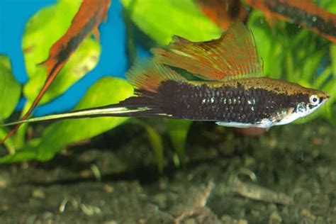 Swordtails – Detailed Guide: Care, Diet, and Breeding - Shrimp and ...