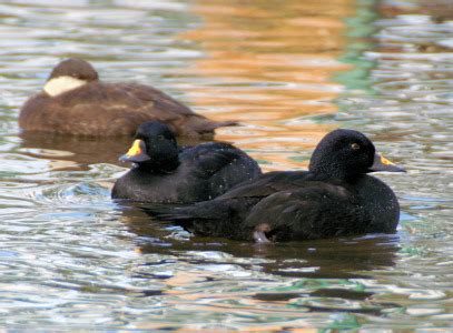 Identify Common Scoter - Wildfowl Photography.