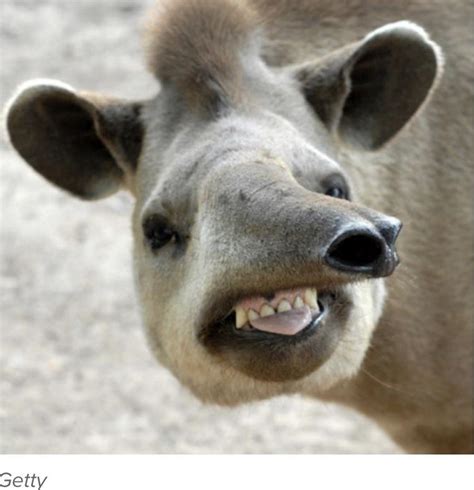 Has anyone ever seen a tapir smile? : exmormon