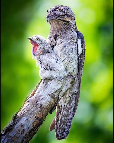 BEST BIRDS PLANET on Instagram: “Northern Potoo 📷 Photo by ...