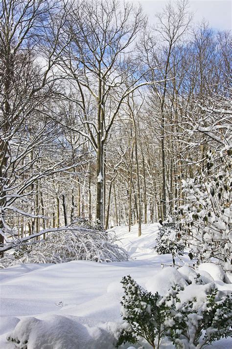 Snowy Winter Wonderland Photograph by Daphne Sampson