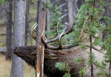 Bull Elk Sharpening Antlers on a Tree Photograph by Michael Peak - Fine Art America