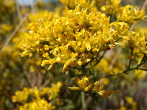 8 Medicinal Health Benefits Of Gutierrezia microcephala (Threadleaf Snakeweed) - Agric4Profits