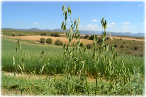 O FENO DE AVEIA - Ribero Productor Agrícola