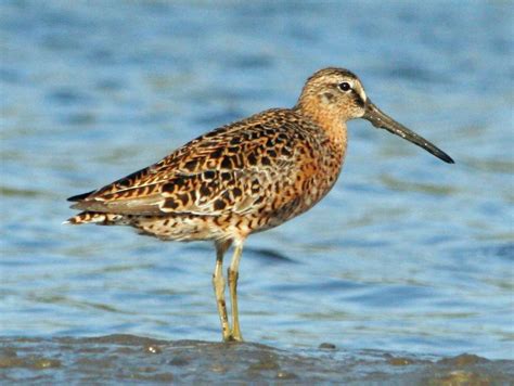 Short-billed dowitcher | Bird life list, Bird pictures, Breeds