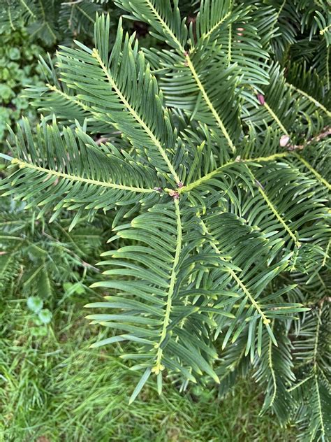 Cephalotaxus fortunei | Pan Global Plants