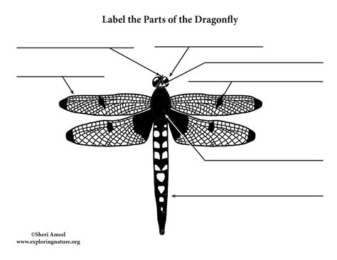 Dragonfly Labeling Page