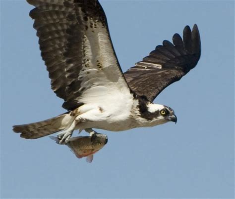 Spectacular photo of an Osprey with a fish in its talons! – Mendonoma ...