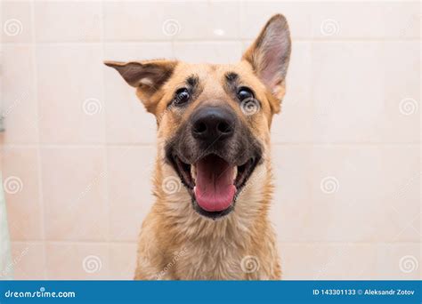 Bathing of the Funny Mixed Breed Dog. Dog Taking a Bubble Bath ...