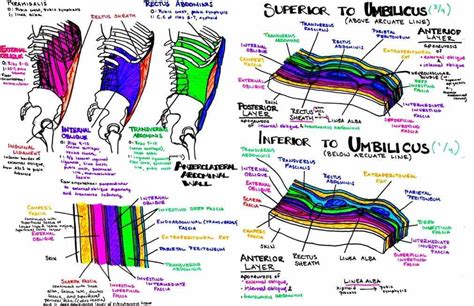 Abdominal Fascial Layers Anatomy | MedicineBTG.com