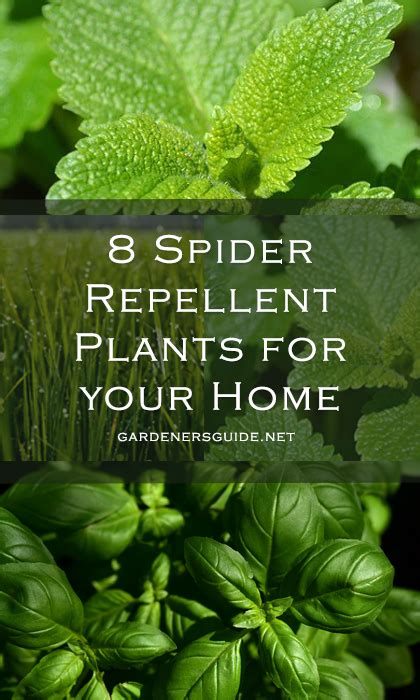 8 Plants That Repel Spiders For Your Home #spider #repellent #plants | Spiders repellent, Plants ...