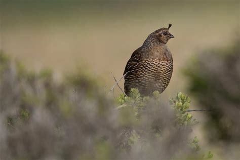 Quail Farming 101: A Definitive Guide on Raising Quails